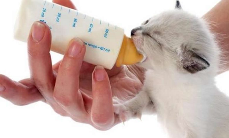 Comment nourrir un chaton nouveau né