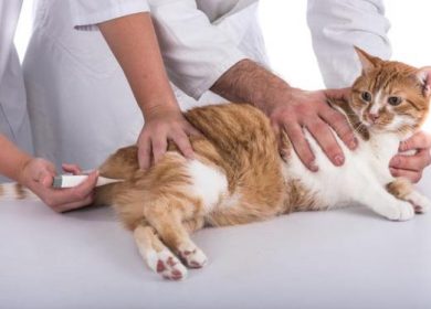 How to Take a Cat's Temperature