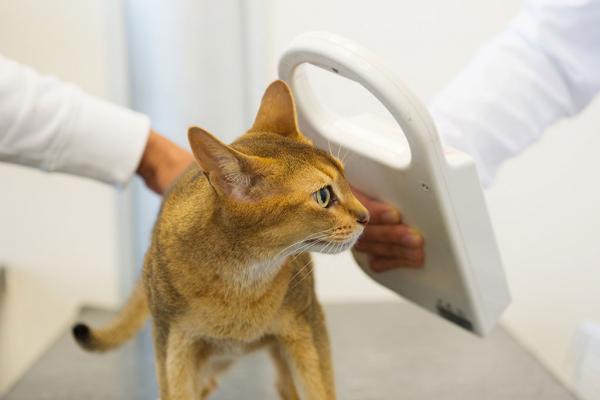 Top 5 des stratégies pour retrouver un chat disparu - 5. Adressez-vous aux cliniques vétérinaires de votre région