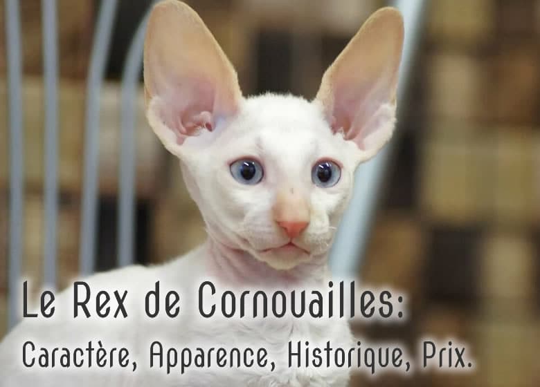 Rex de Cornouailles - Tout savoir: Comportement, physique, prix