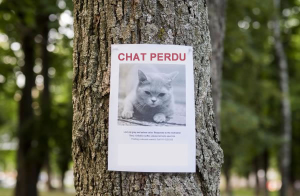 Posez des affiches pour chats perdus