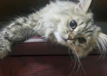 Beau chat sur un meuble