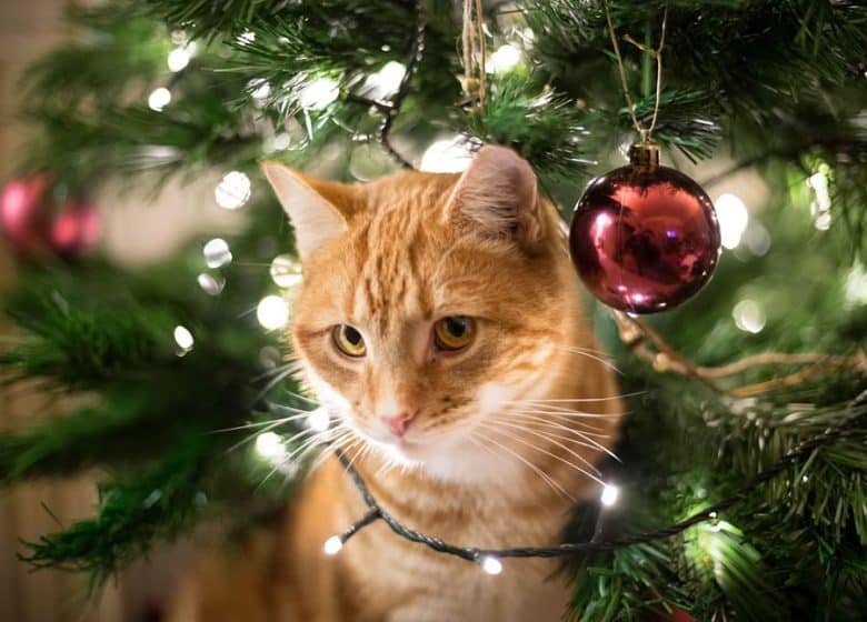 Chat avec le sapin de noel