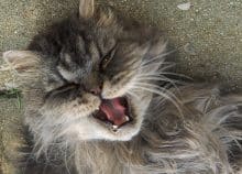 chat bouche ouverte avec mauvaise haleine
