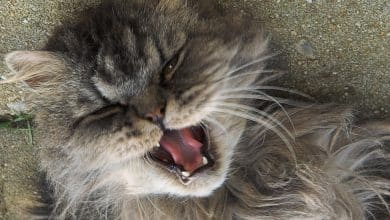 chat bouche ouverte avec mauvaise haleine