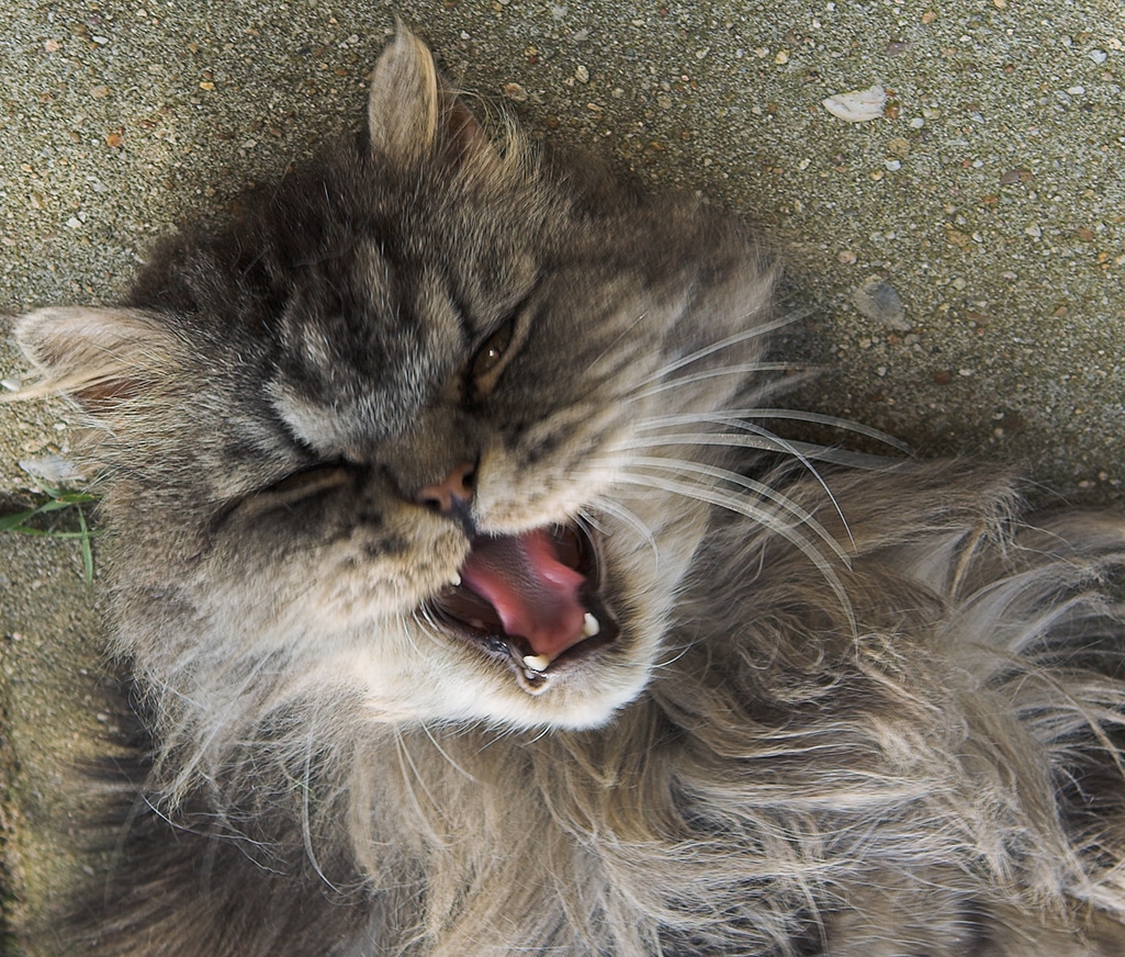 chat bouche ouverte avec mauvaise haleine