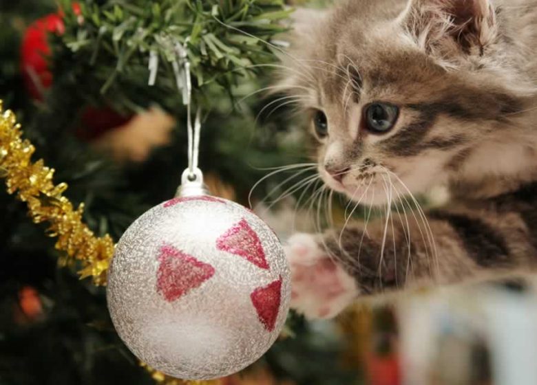 superbe chat à noel