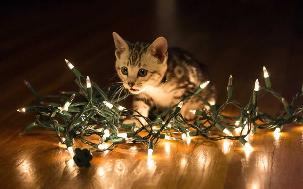 beau chat à noel