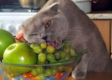 Danger: aliments interdits pour les chats - raisins et autres