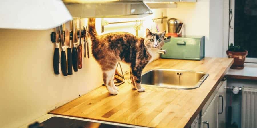 problème de chat sur le comptoir
