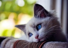 Un chat triste et déprimé