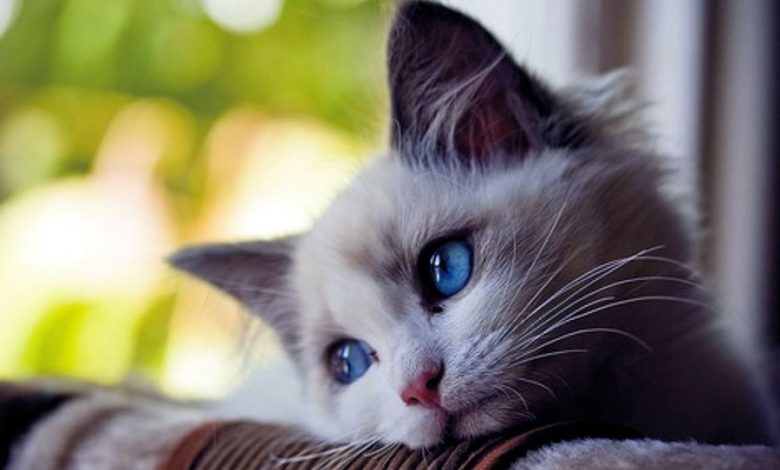 Un chat triste et déprimé