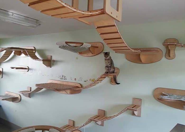 incroyable arbre à chat