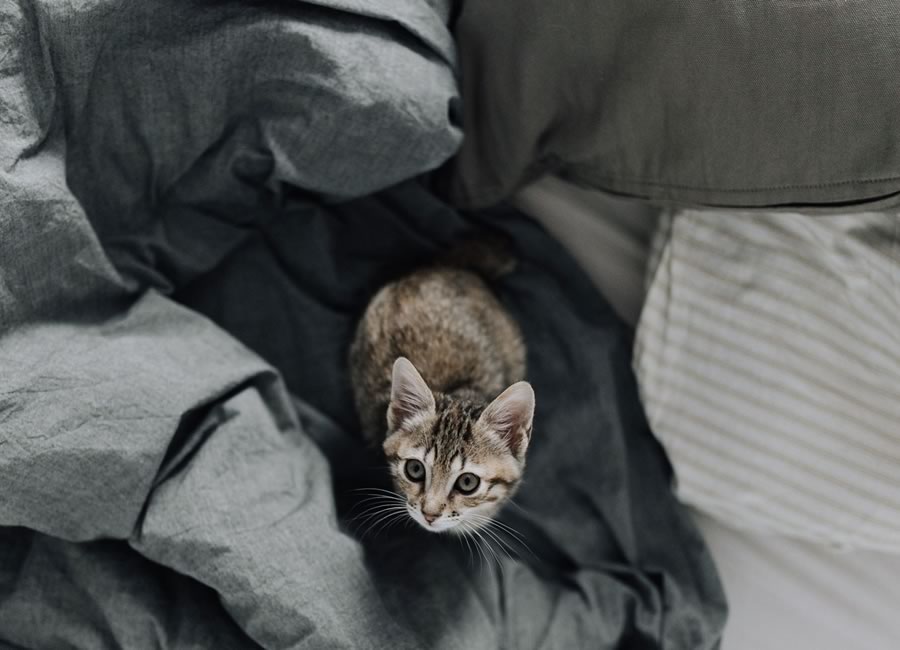 Chat qui urine dans le lit - problème de comportement