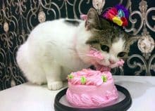 Joyeux anniversaire mon chat