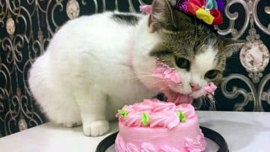 Joyeux anniversaire mon chat