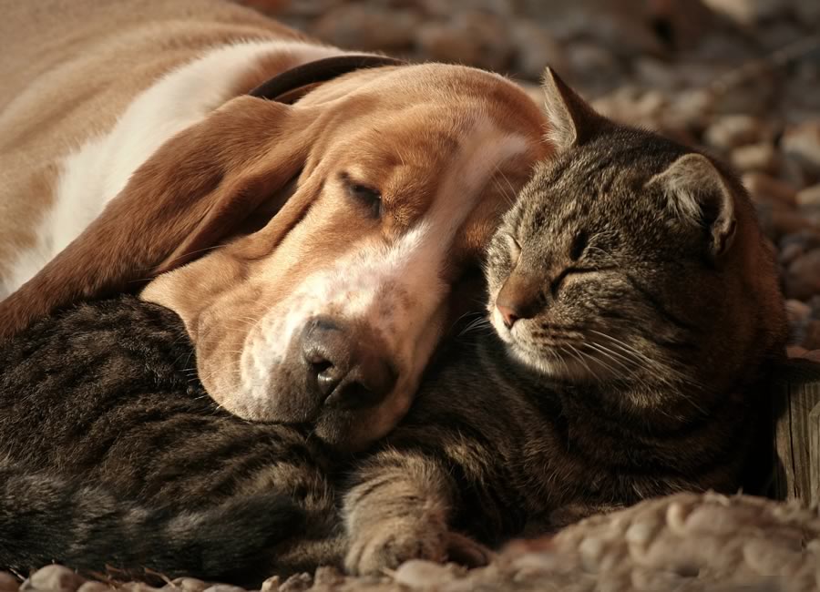 Amitié entre chat et chien