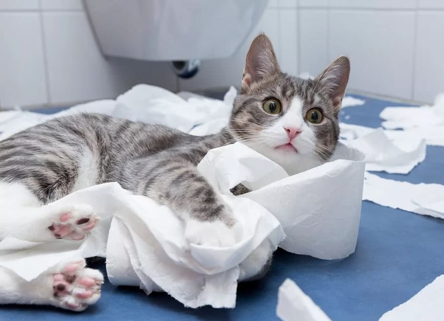 Chat qui joue avec le papier de toilette