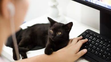 Chat noir touchant un bras d'une personne devant un ordinateur