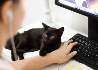 Chat noir touchant un bras d'une personne devant un ordinateur