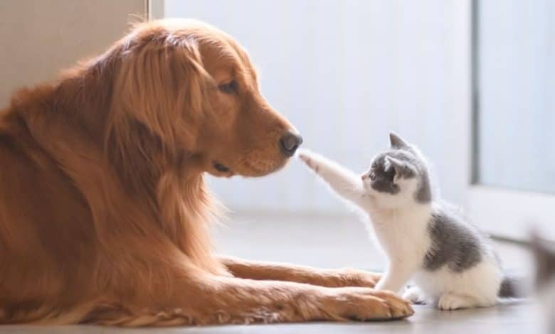 rapprochement affectueux entre un chat et un chien