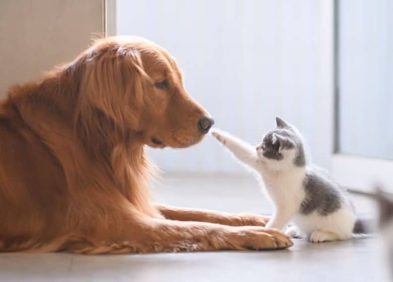 rapprochement affectueux entre un chat et un chien