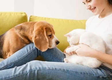 Première rencontre d'un chien et d'un chat