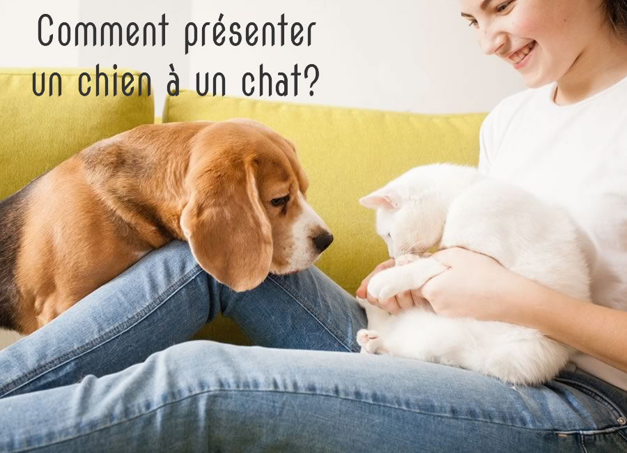 Comment Habituer Un Chat Avec Un Chien Monchatca