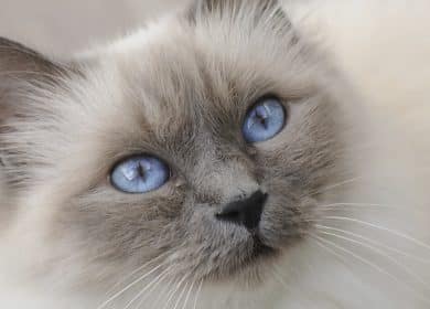 Quelles sont les plus belles races de chats?