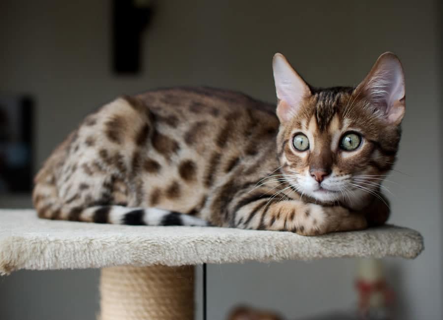 chat de bengal sur son arbre à chat