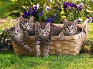 Fond d'écran de 4 chatons bruns dans un panier au jardin