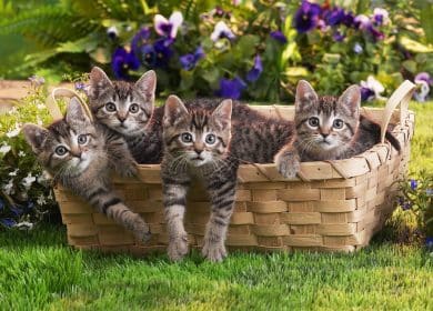 Fond d'écran de 4 chatons bruns dans un panier au jardin