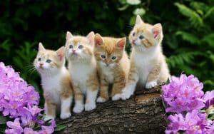 Fond d'écran de 4 petits chatons sur un tronc d'arbre