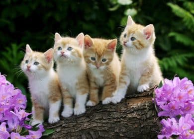 Fond d'écran de 4 petits chatons sur un tronc d'arbre