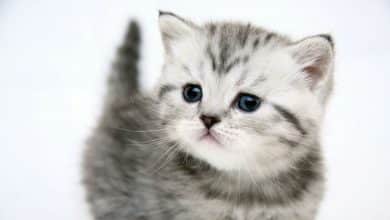 Fond d'écran d'un adorable chaton gris aux yeux bleus
