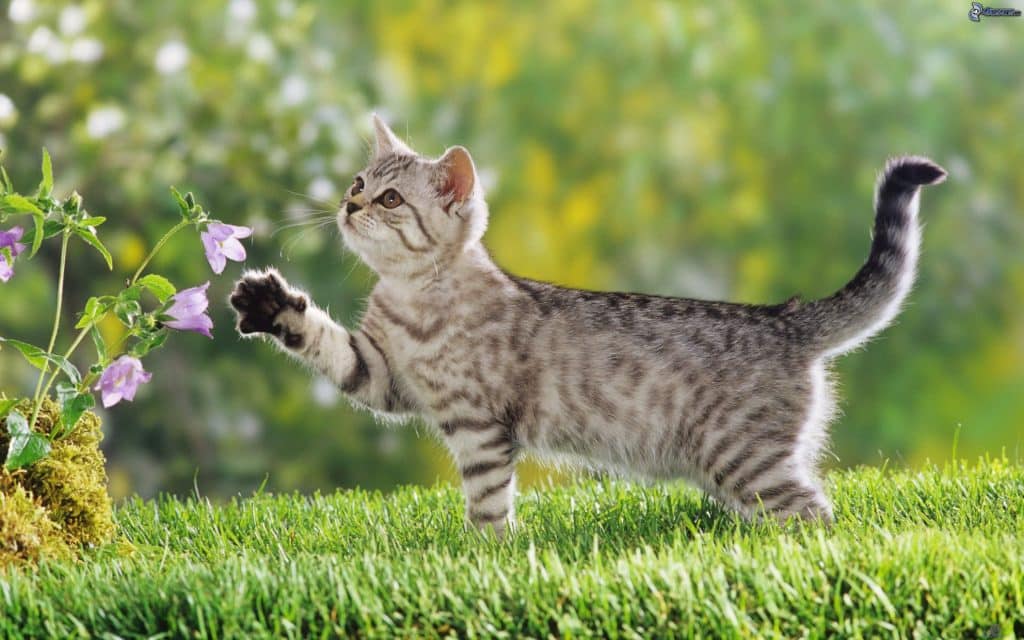 Fond d'écran d'un beau chat à l'extérieur qui veut jouer avec des fleurs