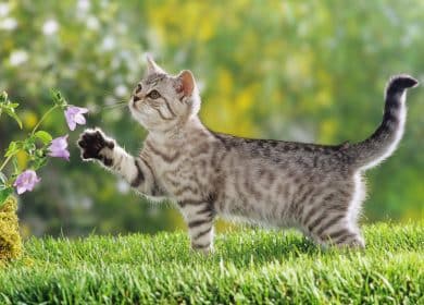 Fond d'écran d'un beau chat à l'extérieur qui veut jouer avec des fleurs