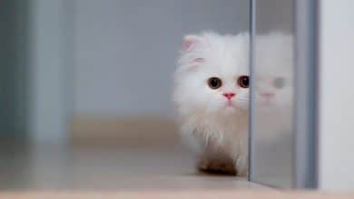 Fond d'écran d'un beau chat blanc qui se cache