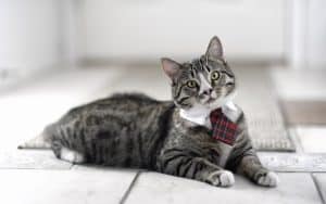 Fond d'écran d'un beau chat gris avec un col et une cravate