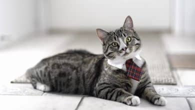 Fond d'écran d'un beau chat gris avec un col et une cravate