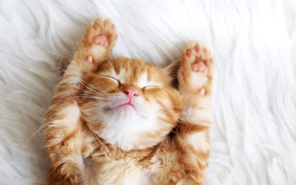 Fond d'écran d'un beau petit chaton caramel endormi sur le dos