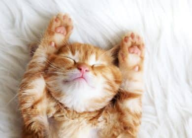 Fond d'écran d'un beau petit chaton caramel endormi sur le dos