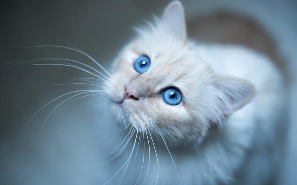 Fond D Ecran A Telecharger Gratuitement Un Chat Blanc Avec De Magnifiques Yeux Bleus Monchat Ca