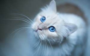 Fond écran chat blanc avec de magnifiques yeux bleus