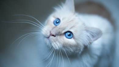 Fond écran chat blanc avec de magnifiques yeux bleus