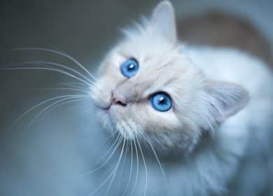 Fond écran chat blanc avec de magnifiques yeux bleus