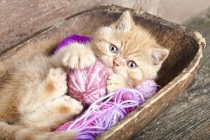 Fond d'écran d'un joli chaton beige qui joue avec une balle de laine