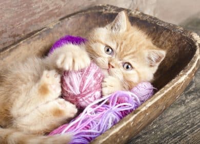 Fond d'écran d'un joli chaton beige qui joue avec une balle de laine