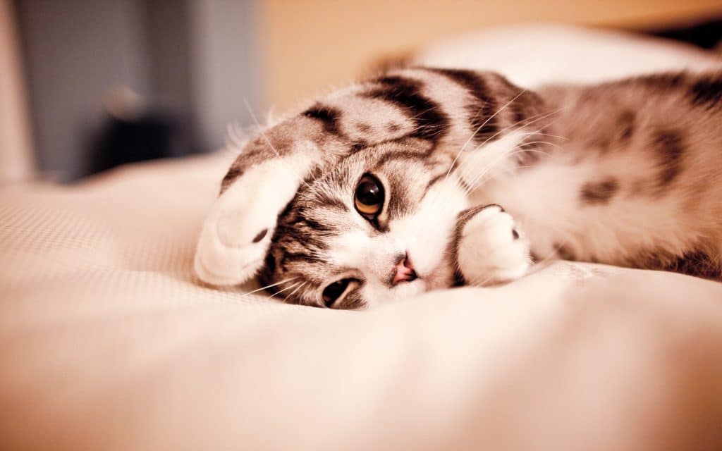 Joli chat couché sur un lit qui cache ses oreilles