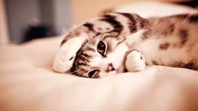 Jolie chat couché sur un lit qui cache ses oreilles